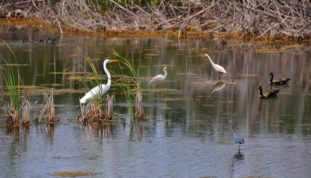 Birdwatching in Jawai