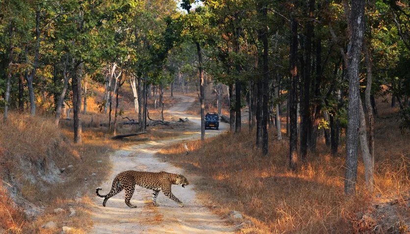 Jawai leopard safari experience