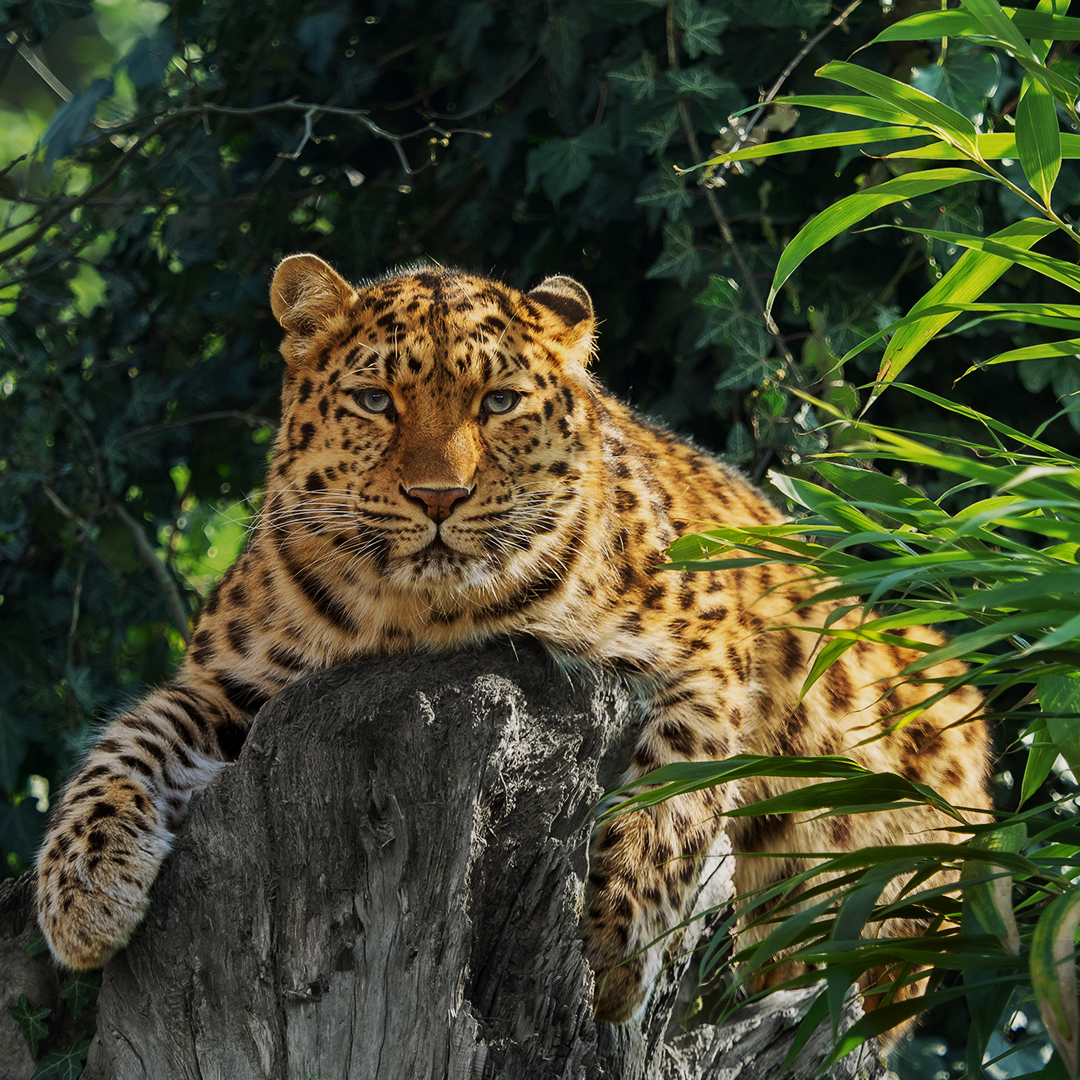 Leopard Safari Jawai