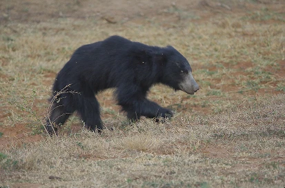 Sloth Bear