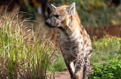 Hyena